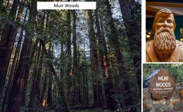 E50 - Muir Woods